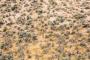 Mule Deer